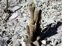 Cleistocactus clavispinus