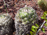 Coryphantha elephantidens