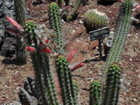 Cleistocactus fieldianus