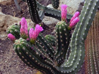 Cleistocactus fieldianus