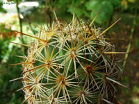 Coryphantha glanduligera