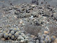 Copiapoa haseltoniana