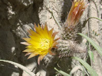 corryocactus huincoensis