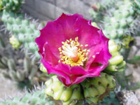 Cylindropuntia imbricata