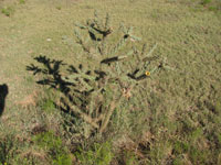 Cylindropuntia imbricata