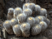 Copiapoa krainziana