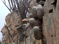 Copiapoa krainziana