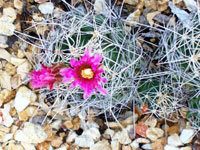 Coryphantha macromeris