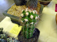 Copiapoa dealbata