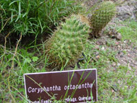 Coryphantha octacantha