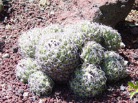 Coryphantha compacta