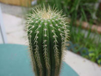 Coleocephalocereus pluricostatus