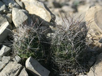 Coryphantha ramillosa