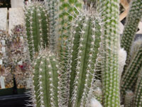 Cereus repandus