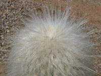 Cephalocereus senilis