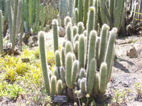 Cleistocactus sepium
