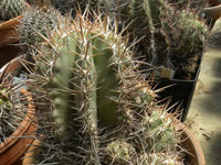 Copiapoa solaris