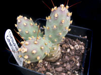 Cumulopuntia sphaerica