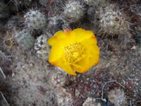 Cumulopuntia sphaerica