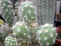 Cumulopuntia sphaerica