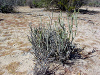 Cylindropuntia tesajo