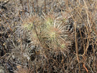 Cylindropuntia tunicata