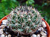 Coryphantha vogtherriana