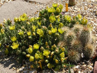 Cylindropuntia whipplei