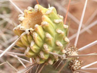 Cylindropuntia whipplei