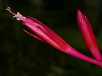 Disocactus eichlamii