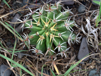 Echinopsis silvestrii