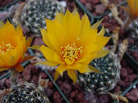 Echinopsis ancistrophora