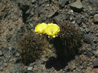 Echinopsis aurea