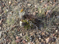 Echinopsis aurea