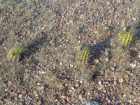 Echinopsis aurea