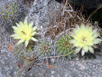 Echinopsis aurea