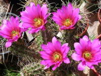 Echinocereus berlandieri