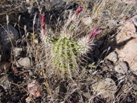 Echinocereus boyce-thompsonii