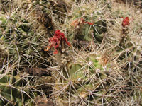 Echinocereus coccineus