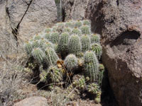 Echinocereus coccineus