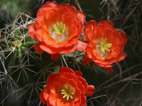 Echinocereus coccineus