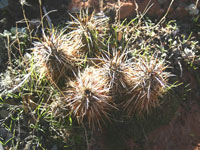 Echinocereus engelmannii