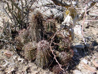 Echinocereus ferreirianus