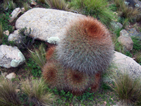 Echinopsis formosa