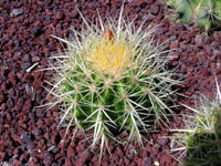 Echinocactus grusonii