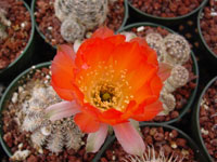 Echinopsis haematantha