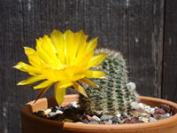 Echinopsis haematantha