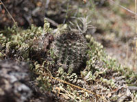 Echinopsis hertrichiana