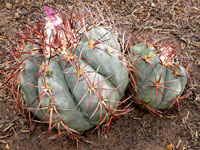 Echinocactus horizonthalonius