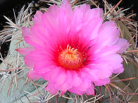 Echinocactus horizonthalonius